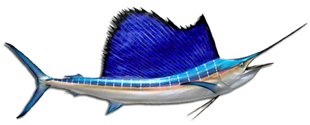 pacific sailfish