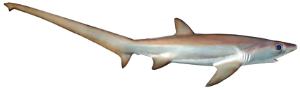 thresher shark